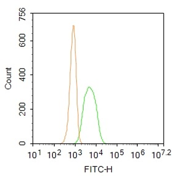 Beta-Actin Rabbit Polyclonal Antibody (BF488)