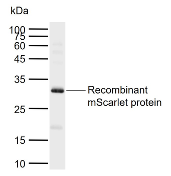 MScarlet Rabbit Polyclonal Antibody