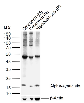 Alpha-synuclein Mouse Monoclonal Antibody