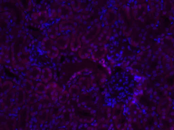 GSTP1 Rabbit Polyclonal Antibody (BF594)