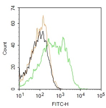 Phospho-PDGFRA (Tyr849) / PDGFRB (Tyr857) Rabbit Polyclonal Antibody (BF488)