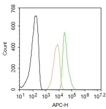 PPAR Gamma Rabbit Polyclonal Antibody (BF647)