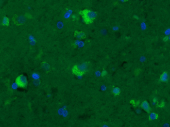 GPR15 Rabbit Polyclonal Antibody (BF488)
