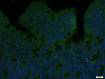 ZAK Rabbit Polyclonal Antibody (BF488)