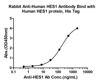 HES1 Rabbit Polyclonal Antibody