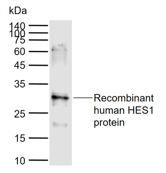 HES1 Rabbit Polyclonal Antibody