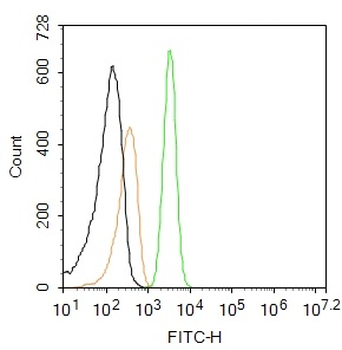 TTF1/NKX2-1 Rabbit Polyclonal Antibody (BF488)