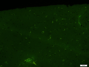 Caspase-1 p20 Rabbit Polyclonal Antibody (BF488)