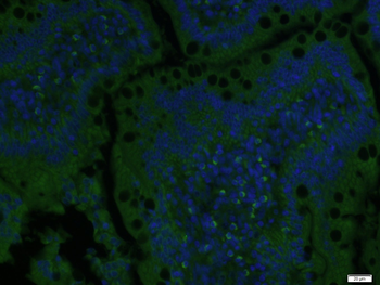 ENPP3 Rabbit Polyclonal Antibody (BF488)