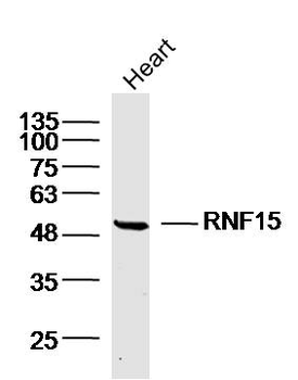 RNF15 Rabbit Polyclonal Antibody