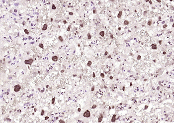 COPS7A Rabbit Polyclonal Antibody