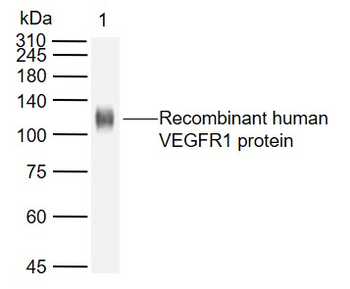 SFlt1 Mouse Monoclonal Antibody