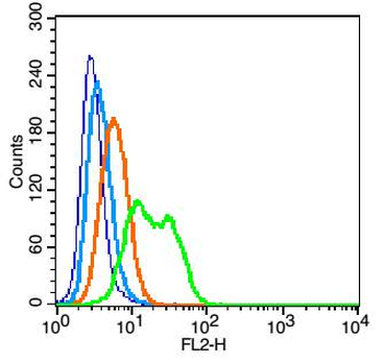 CD93 Rabbit Polyclonal Antibody