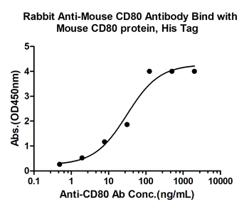 CD80 Rabbit Polyclonal Antibody