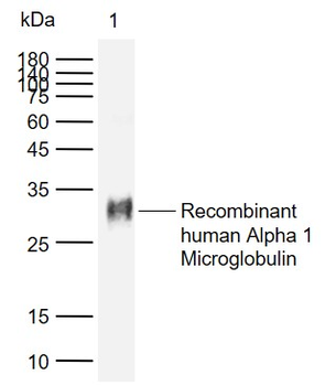 Alpha 1 microglobulin Mouse Monoclonal Antibody
