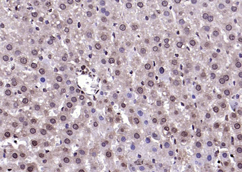 AEBP1 Rabbit Polyclonal Antibody