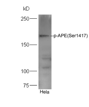 Phospho-Girdin (Ser1417) Rabbit Polyclonal Antibody