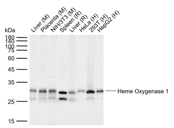Heme Oxygenase 1 Recombinant Rabbit Monoclonal Antibody