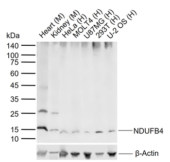 NDUFB4 Rabbit Polyclonal Antibody