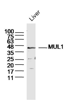 MUL1 Rabbit Polyclonal Antibody