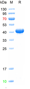 Recombinant human GRIN2A protein, N-Trx-His