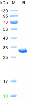 Recombinant human PRLR protein, N-His