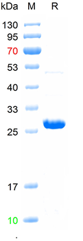 Recombinant human STAT3 protein, N-His