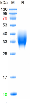 Recombinant mouse SLC15A1 protein, C-His