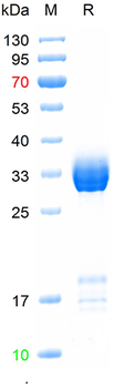 Recombinant human PHF2 protein, C-His
