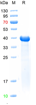Recombinant human PGC protein, C-His (HEK293)