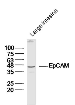 CRELD2 Rabbit Polyclonal Antibody