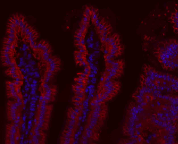 Goat Anti-Rabbit IgG H&L, BF594 conjugated