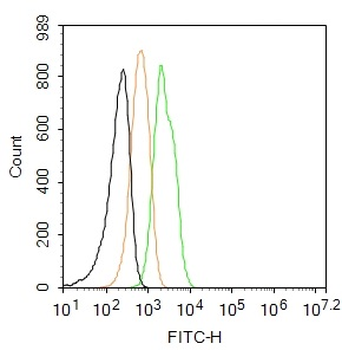 Cytokeratin 19 Rabbit Polyclonal Antibody (BF488)