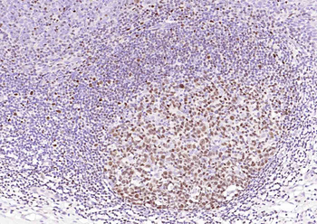 OCT2 Mouse Monoclonal Antibody