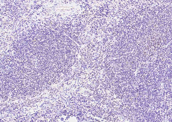 OCT2 Mouse Monoclonal Antibody