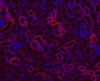 ATP1A1 Rabbit Polyclonal Antibody