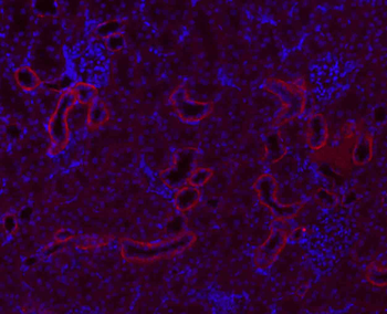 ATP1A1 Rabbit Polyclonal Antibody