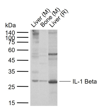 IL-1 Beta Rabbit Polyclonal Antibody