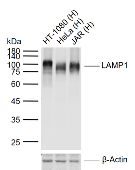 LAMP1 Rabbit Polyclonal Antibody