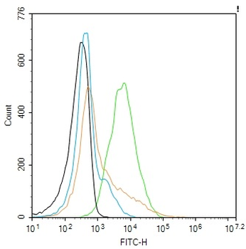 LAMP1 Rabbit Polyclonal Antibody