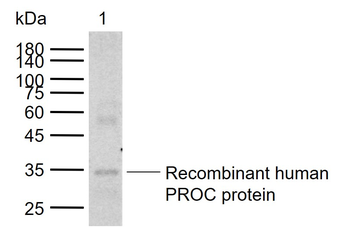 Protein C tag Rabbit Polyclonal Antibody