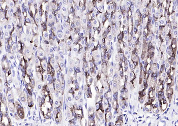 PGC Mouse Monoclonal Antibody