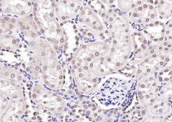 PTGES2 Rabbit Polyclonal Antibody