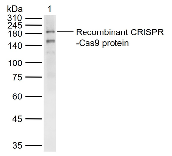 CRISPR-Cas9 Recombinant Rabbit Monoclonal Antibody