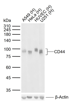 CD44 Recombinant Rabbit Monoclonal Antibody