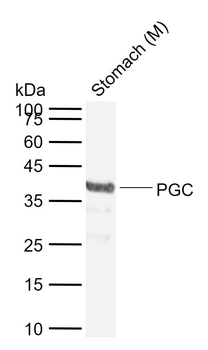 PGC Rabbit Polyclonal Antibody