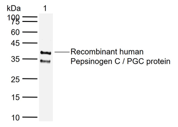 PGC Rabbit Polyclonal Antibody