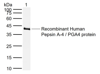 PGA4 Rabbit Polyclonal Antibody