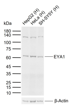 EYA1 Rabbit Polyclonal Antibody