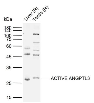 ANGPTL3 Rabbit Polyclonal Antibody